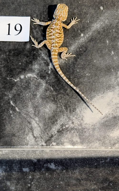 PXL_20250915_184714250.PORTRAIT.ORIGINAL~2