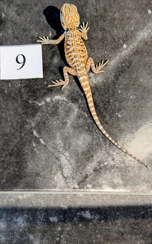 PXL_20250915_185253321.PORTRAIT.ORIGINAL~2