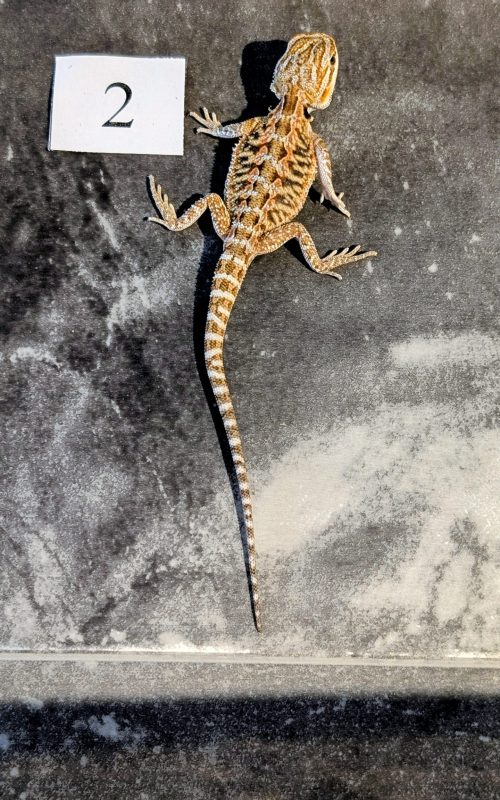 PXL_20250915_192300301.PORTRAIT.ORIGINAL~2