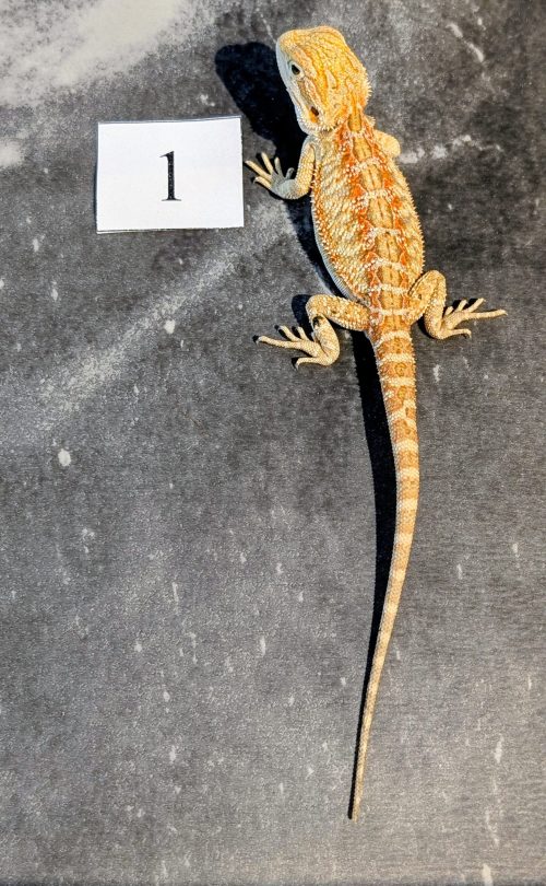 PXL_20251117_164032372.PORTRAIT.ORIGINAL~2