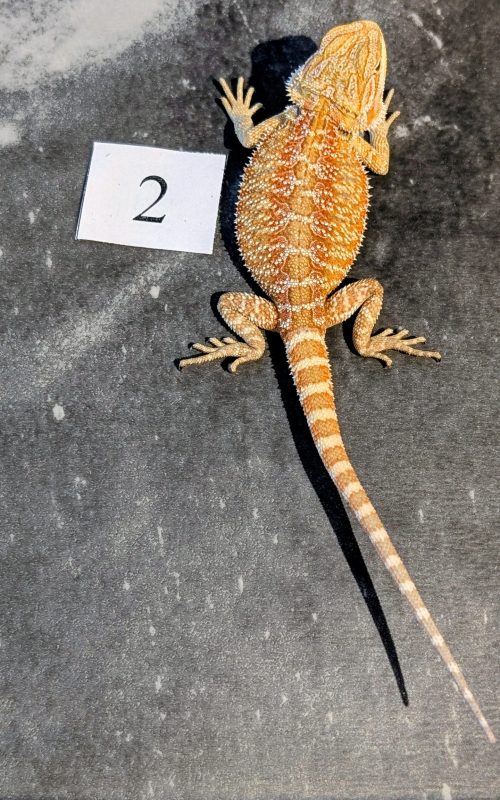 PXL_20251117_164206293.PORTRAIT.ORIGINAL~2