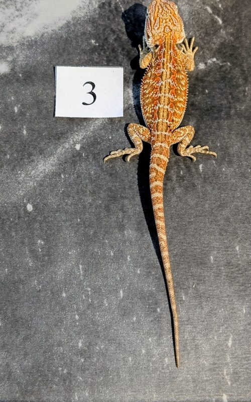 PXL_20251117_164347587.PORTRAIT.ORIGINAL~2