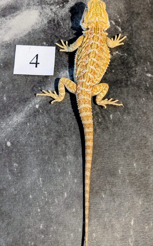 PXL_20251117_164458724.PORTRAIT.ORIGINAL~2