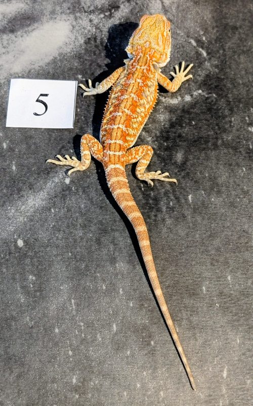 PXL_20251117_164553366.PORTRAIT.ORIGINAL~2