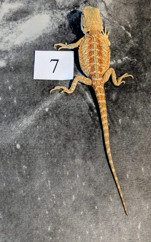 PXL_20251117_164733026.PORTRAIT.ORIGINAL~2