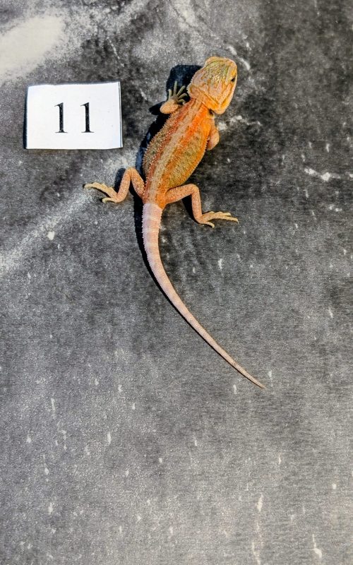 PXL_20251117_165219186.PORTRAIT.ORIGINAL~2