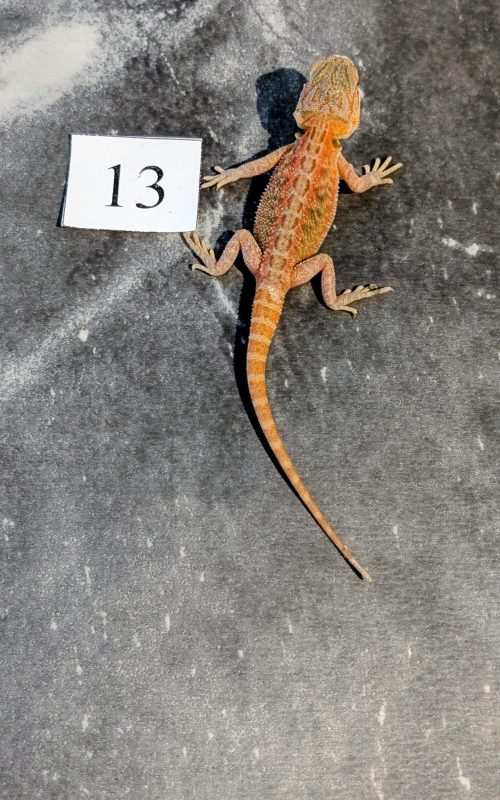 PXL_20251117_165334255.PORTRAIT.ORIGINAL~2