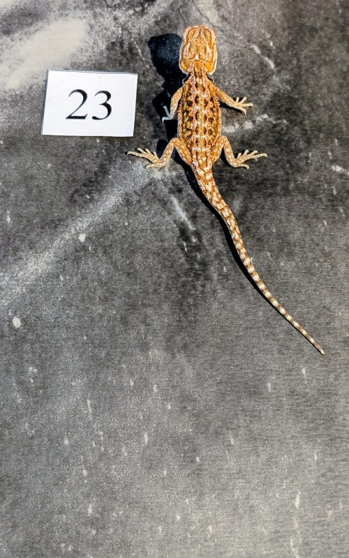 PXL_20251117_165958485.PORTRAIT.ORIGINAL~2