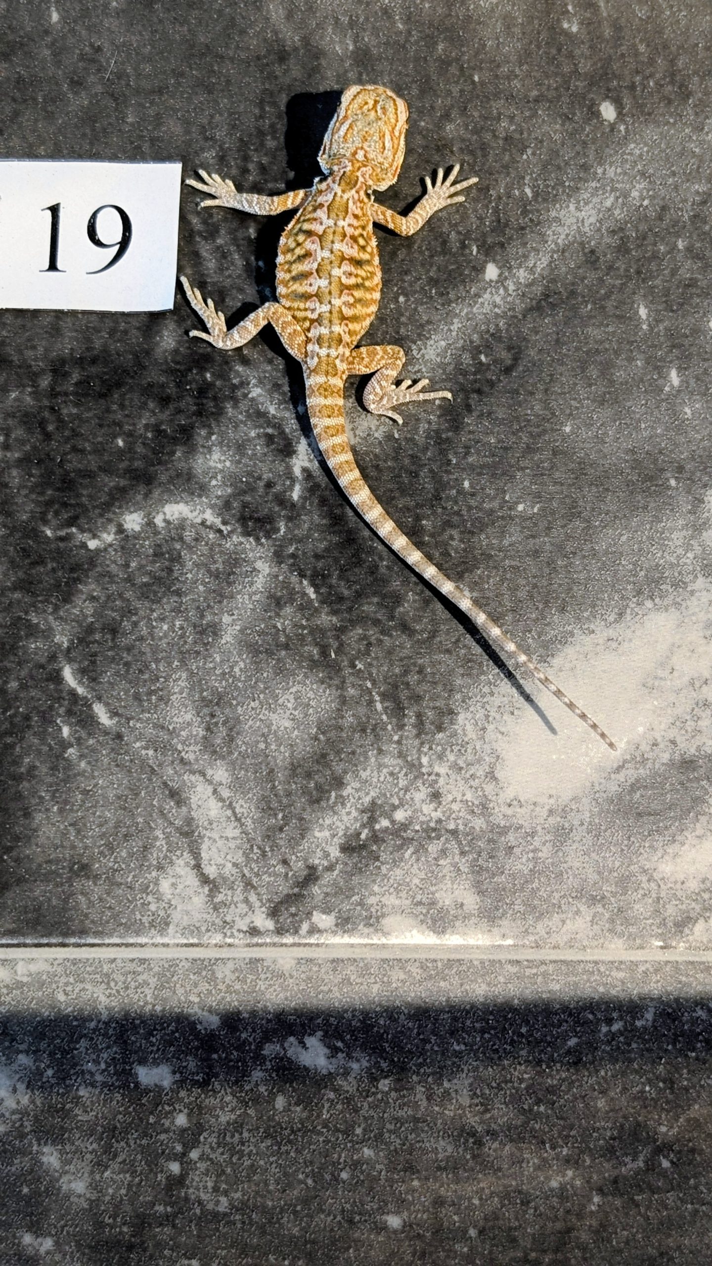 PXL_20250915_184714250.PORTRAIT.ORIGINAL~2