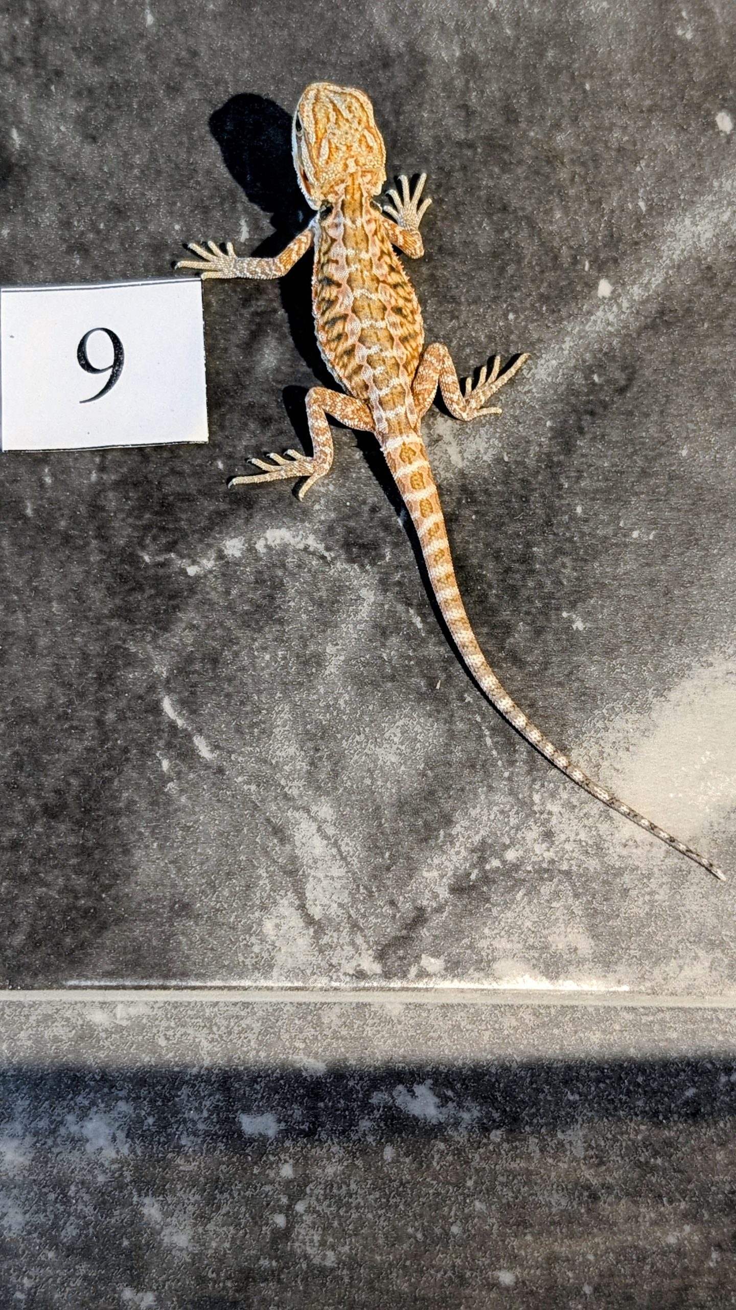 PXL_20250915_185253321.PORTRAIT.ORIGINAL~2