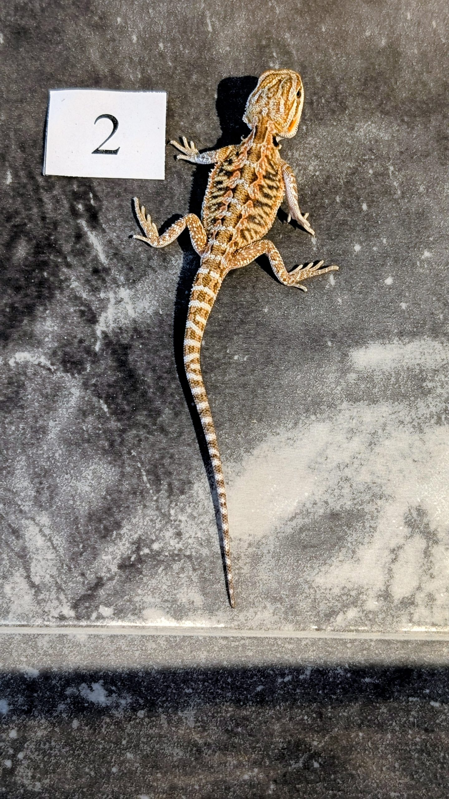 PXL_20250915_192300301.PORTRAIT.ORIGINAL~2