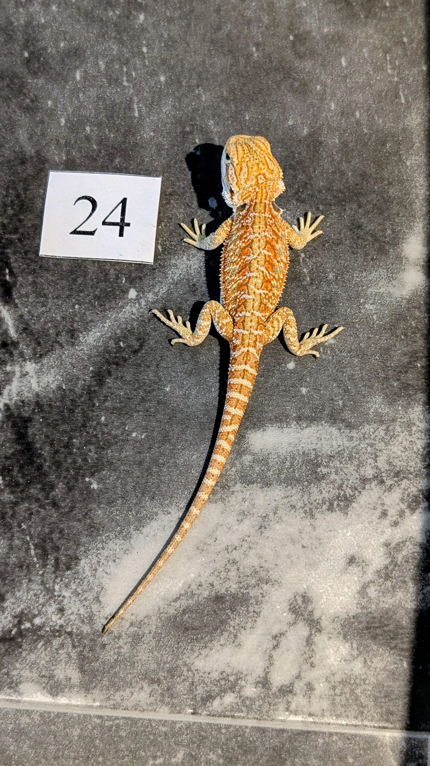 PXL_20251029_170734366.PORTRAIT.ORIGINAL~2