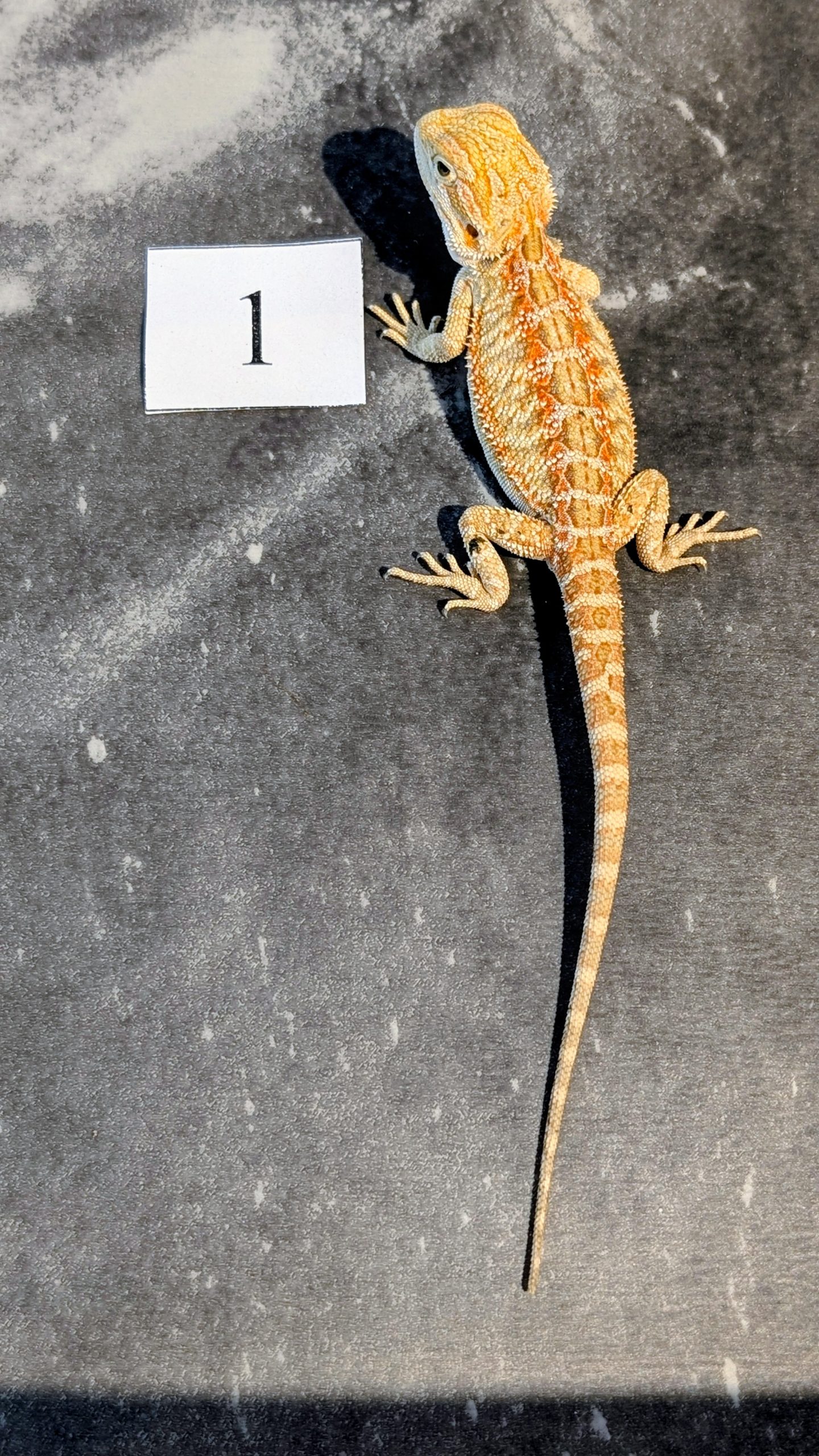 PXL_20251117_164032372.PORTRAIT.ORIGINAL~2