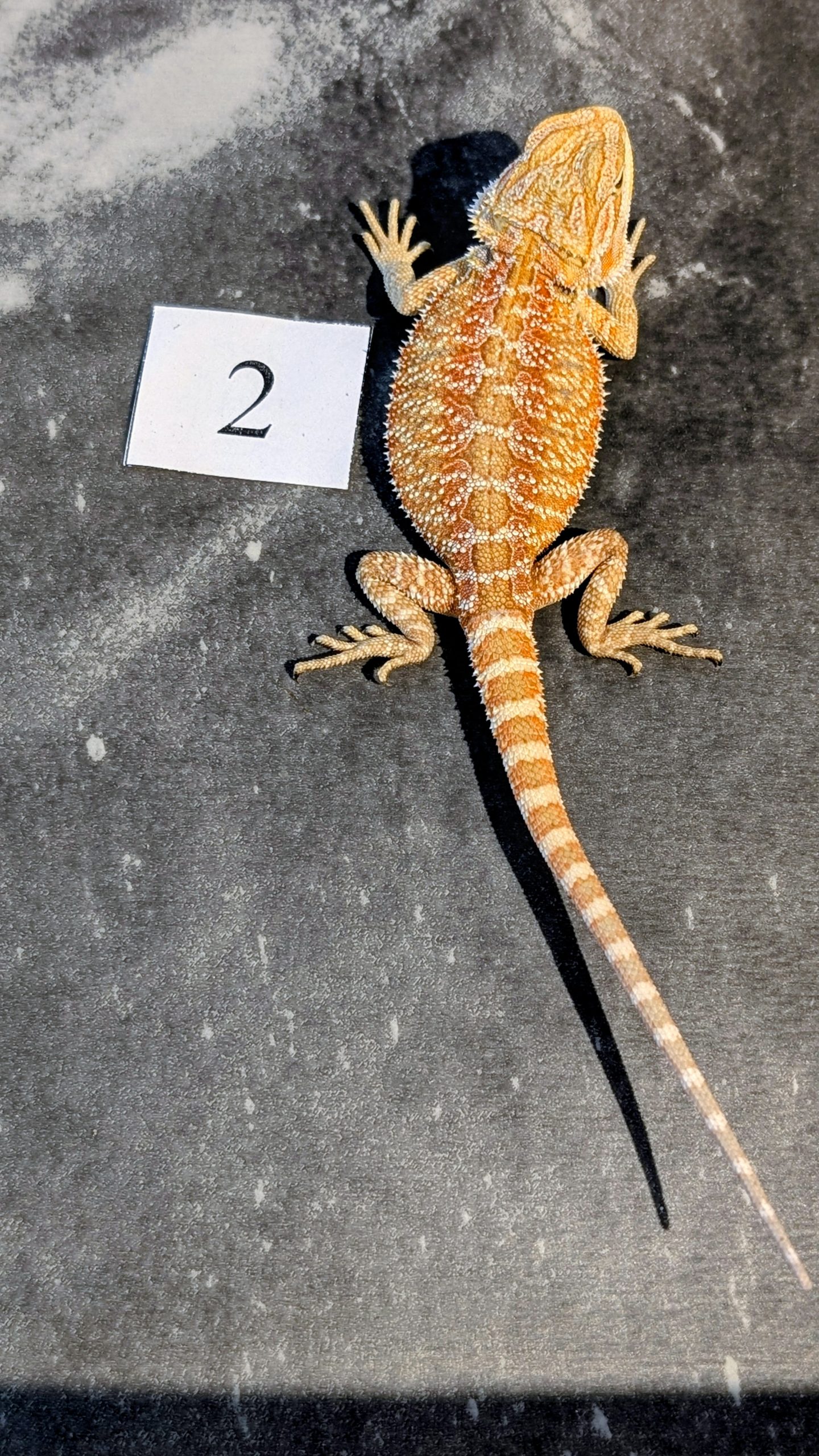 PXL_20251117_164206293.PORTRAIT.ORIGINAL~2