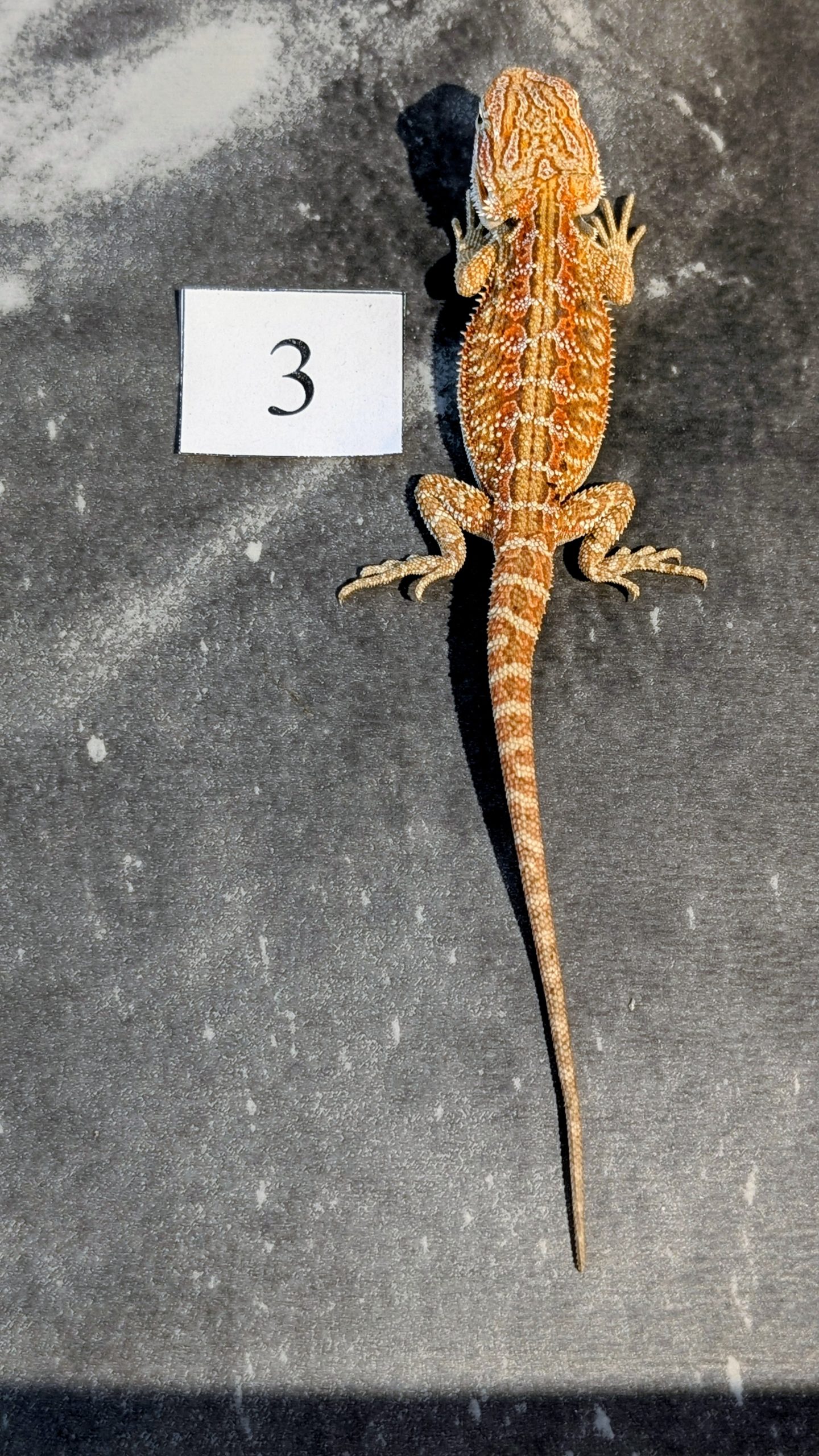 PXL_20251117_164347587.PORTRAIT.ORIGINAL~2