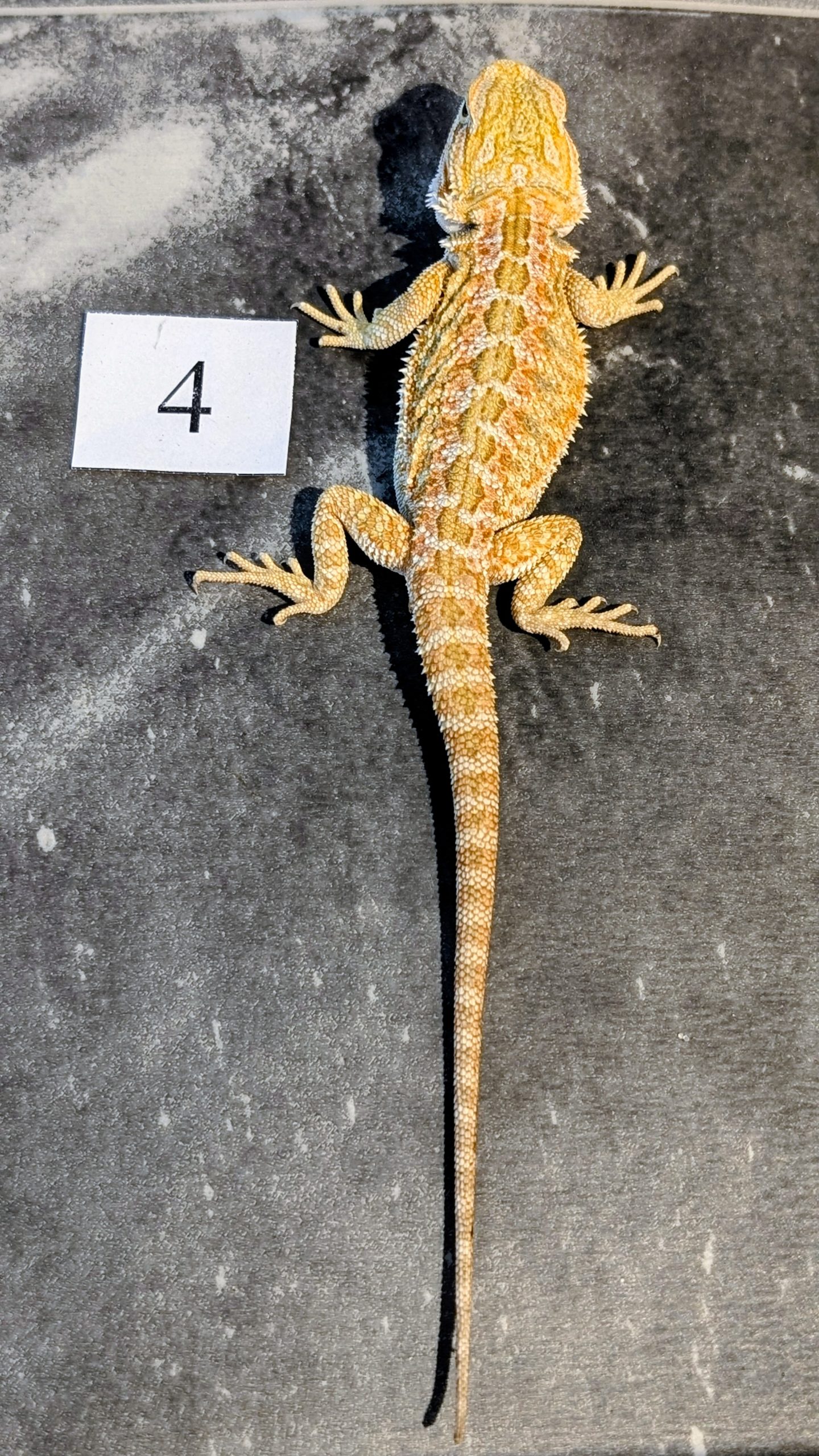 PXL_20251117_164458724.PORTRAIT.ORIGINAL~2