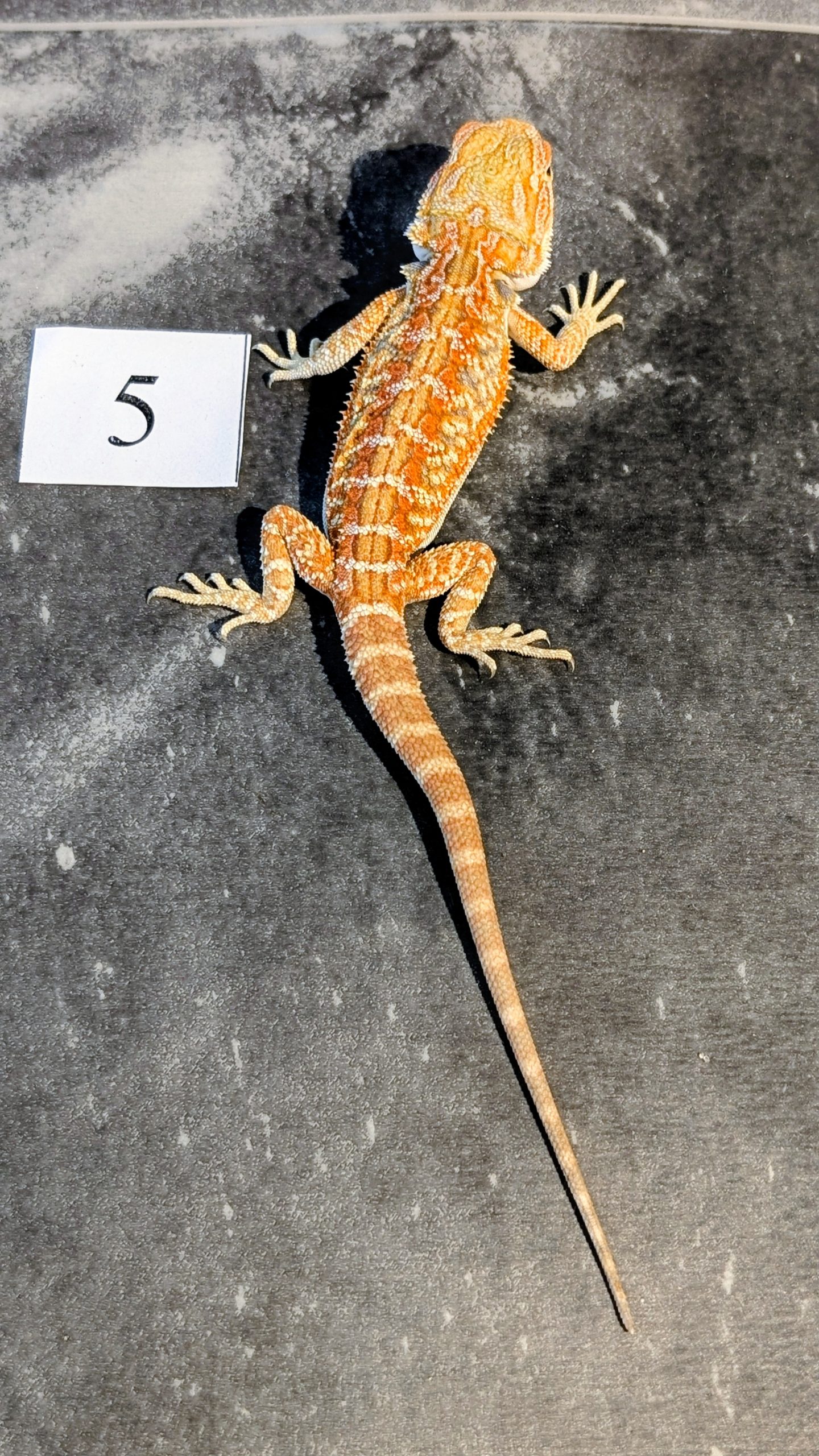 PXL_20251117_164553366.PORTRAIT.ORIGINAL~2