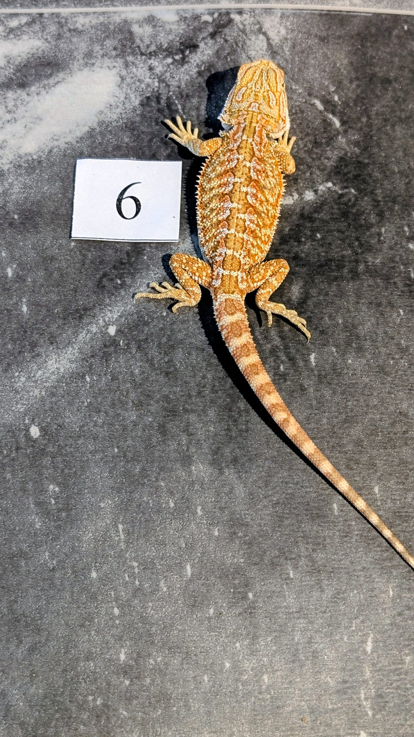 PXL_20251117_164640762.PORTRAIT.ORIGINAL~2