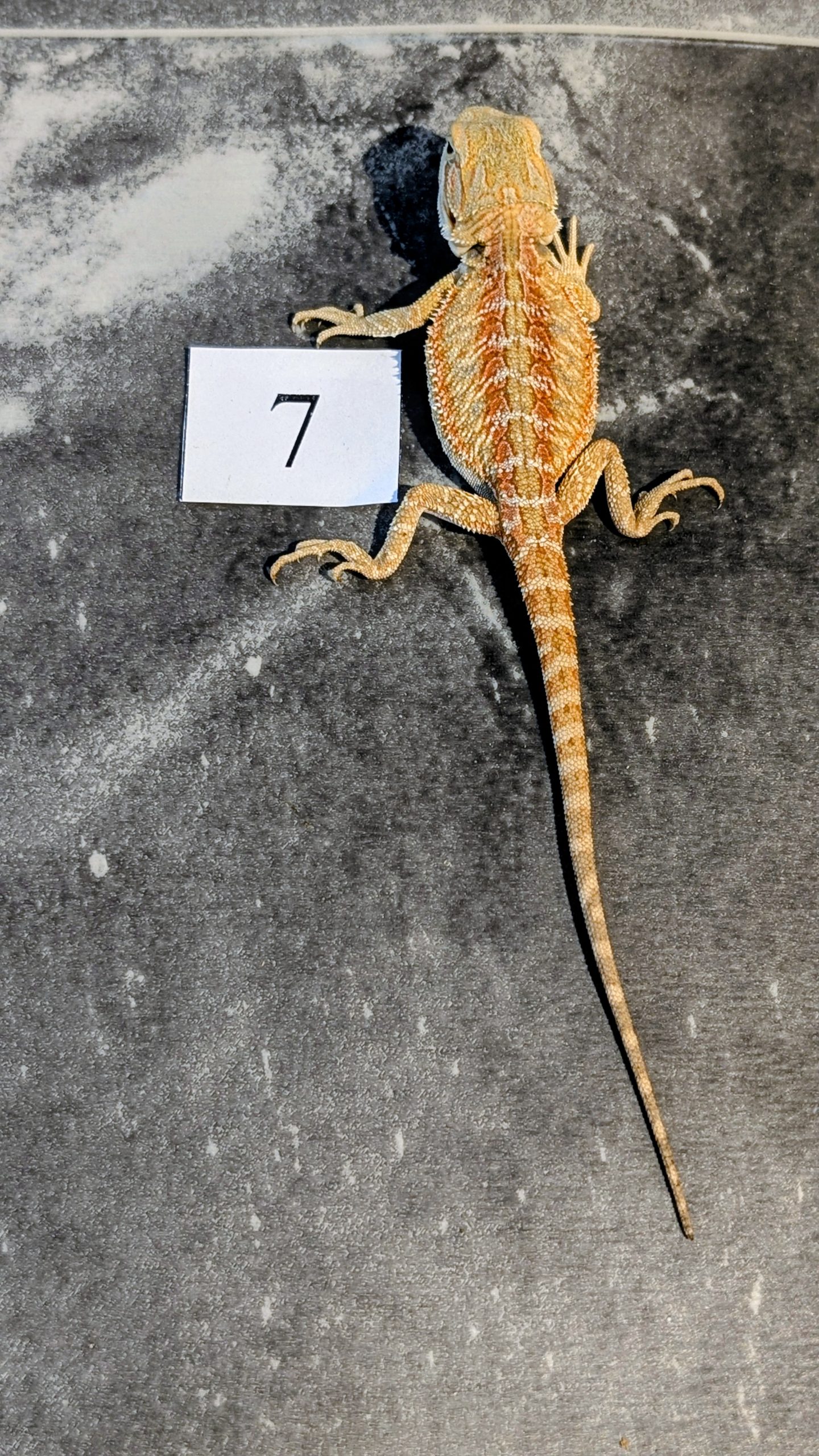 PXL_20251117_164733026.PORTRAIT.ORIGINAL~2