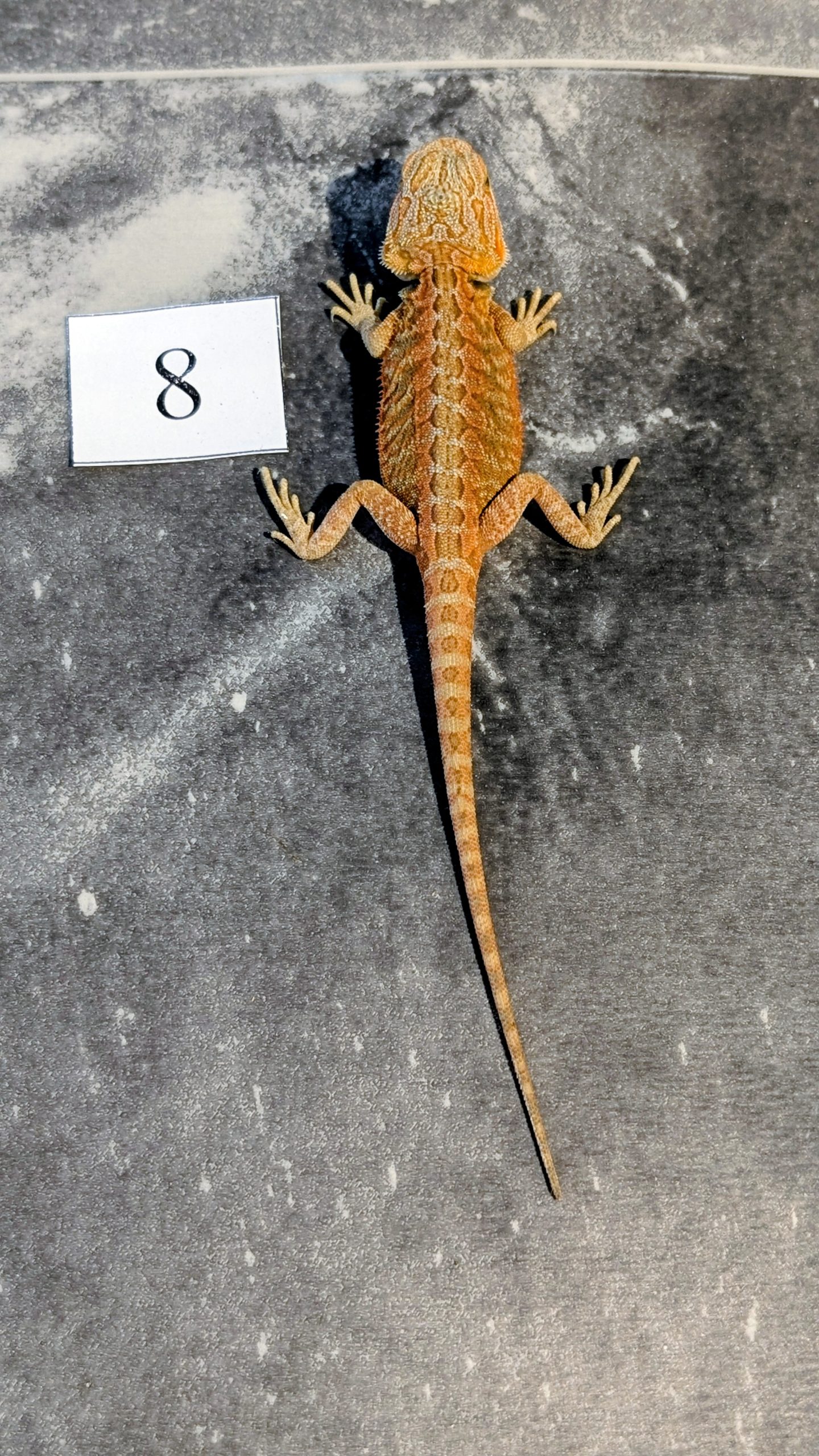 PXL_20251117_164836573.PORTRAIT.ORIGINAL~2