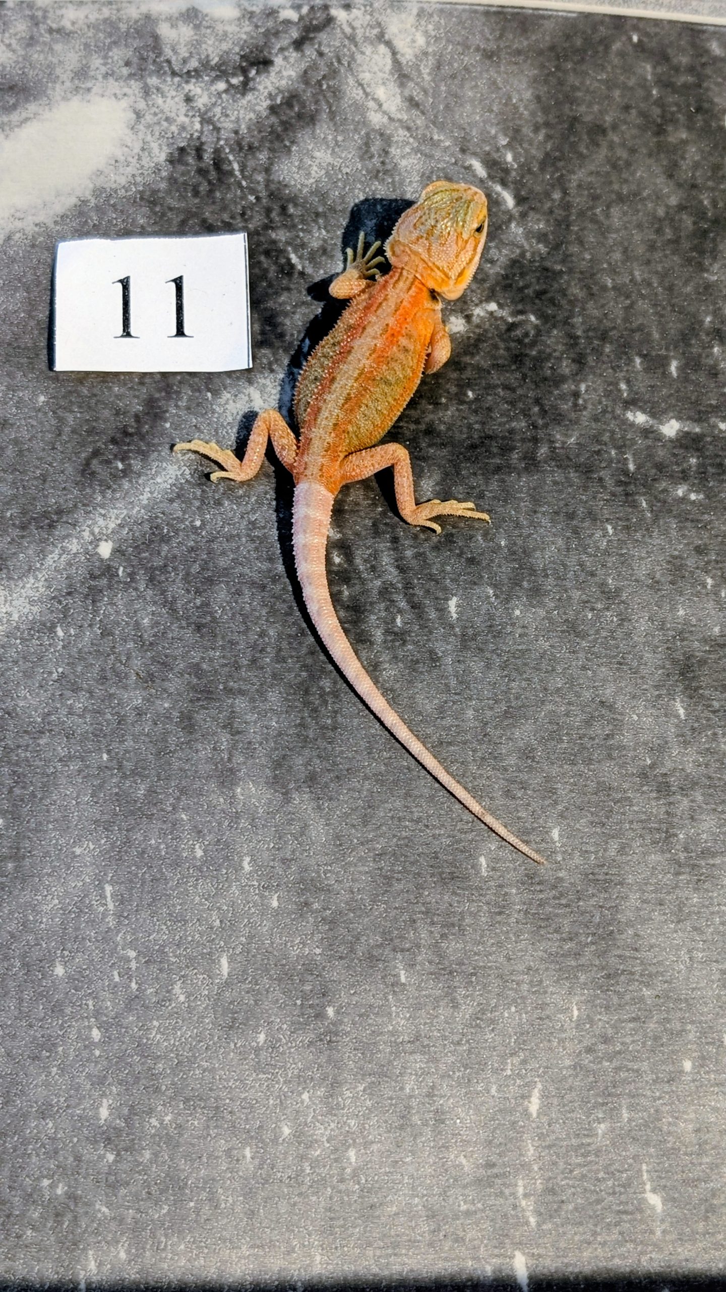 PXL_20251117_165219186.PORTRAIT.ORIGINAL~2