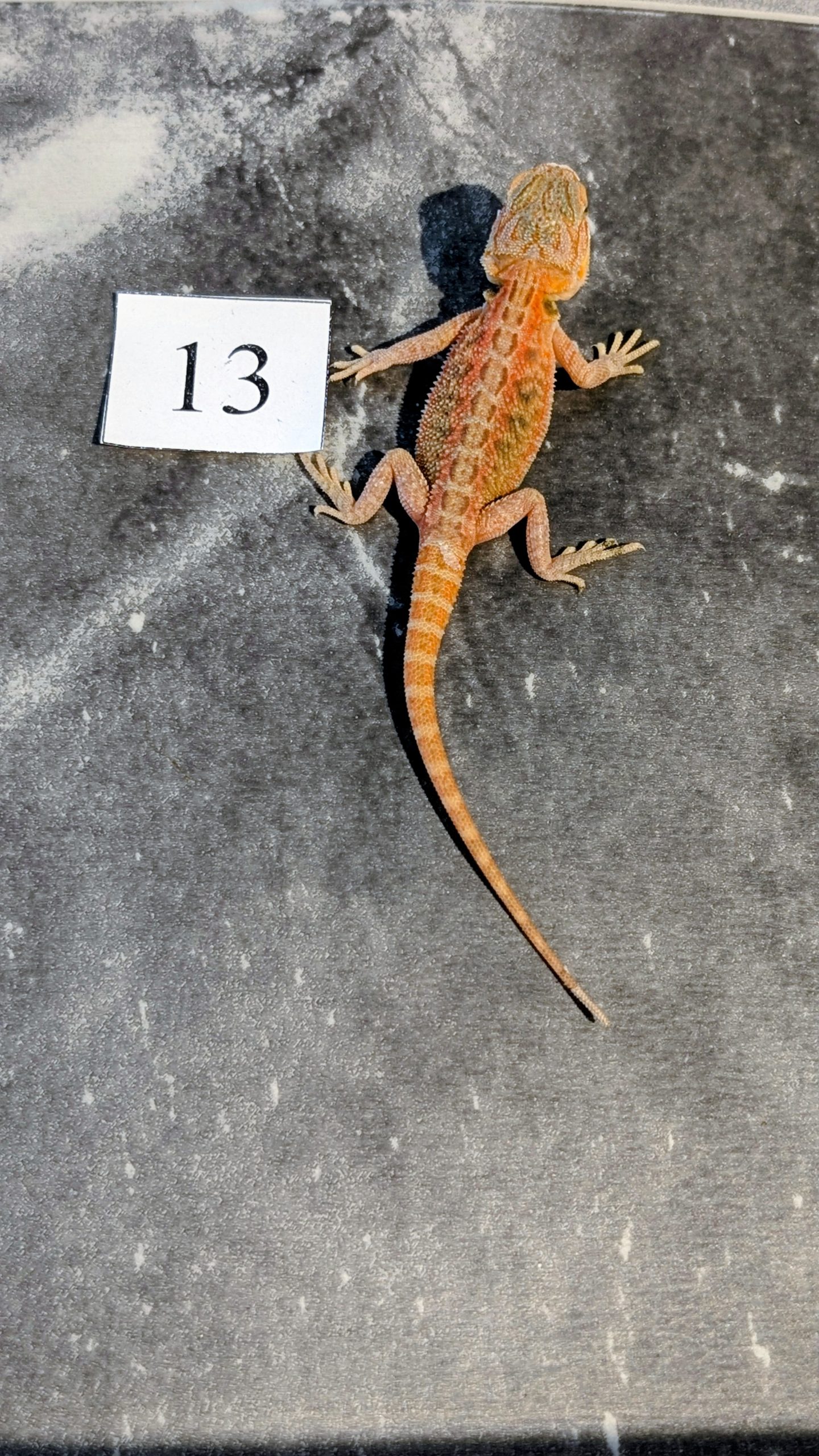 PXL_20251117_165334255.PORTRAIT.ORIGINAL~2