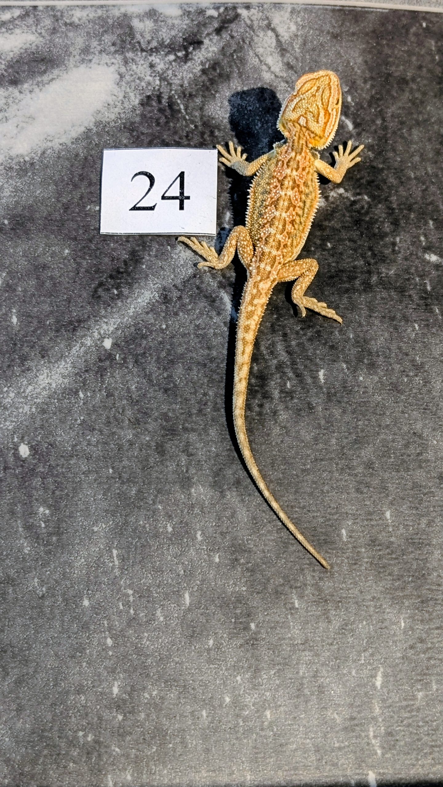 PXL_20251117_165848482.PORTRAIT.ORIGINAL~2