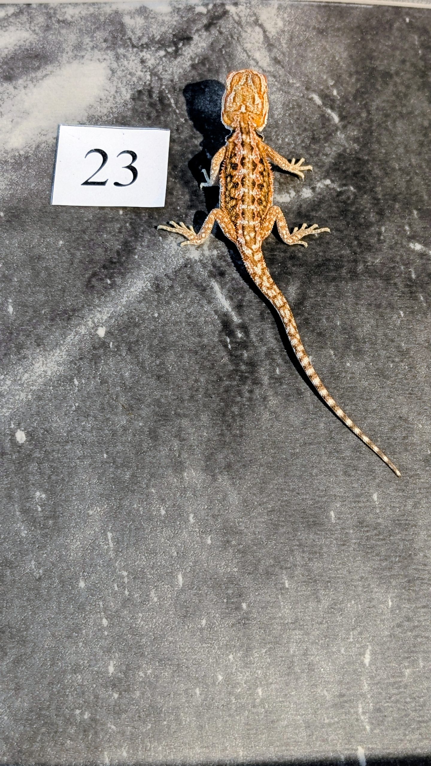 PXL_20251117_165958485.PORTRAIT.ORIGINAL~2